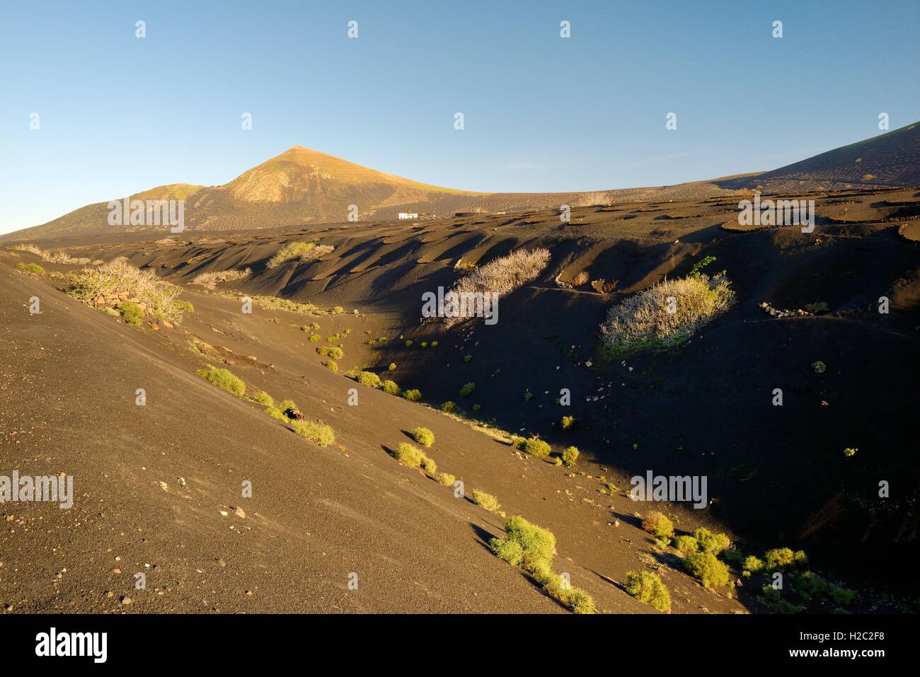 Lanzarote, îles Canaries. Paysage typique du sol de cendres volcaniques. Abri du vent pierre Cinder niches de la vigne près de La Geria Banque D'Images