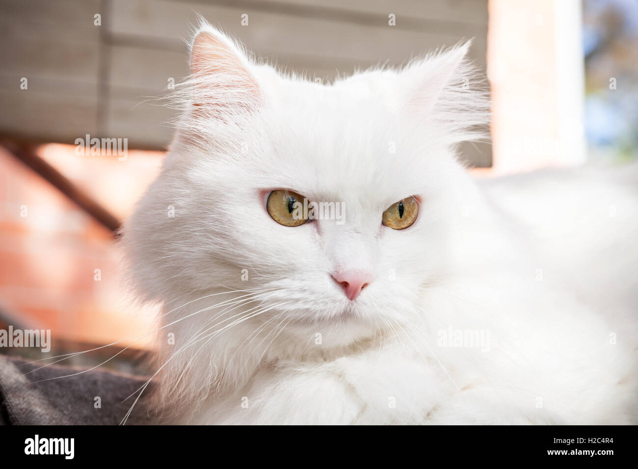 Close up portrait of white fluffy cat avec des yeux jaunes Banque D'Images