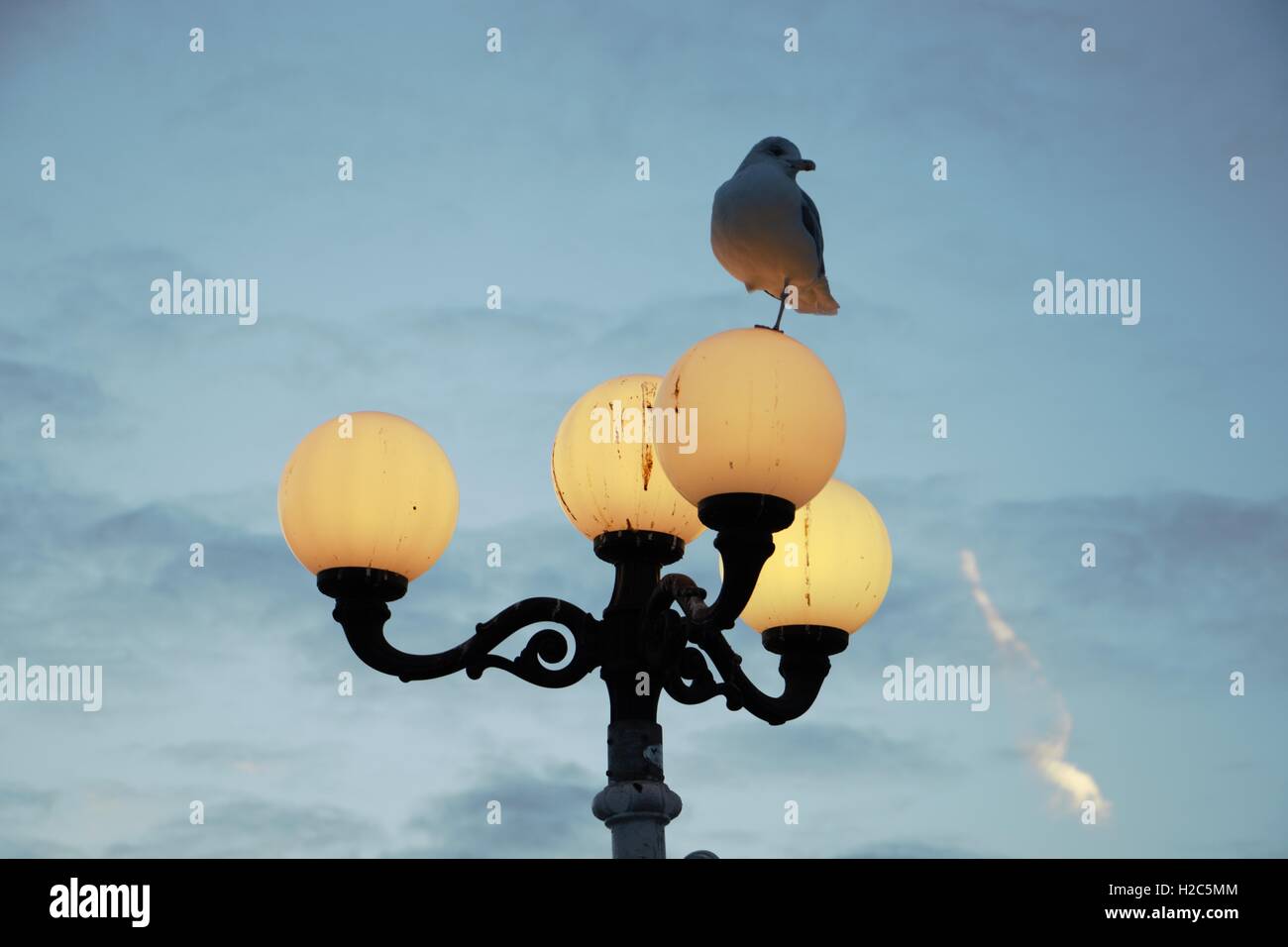Une mouette se repose sur une station balnéaire traditionnelle lampadaire sur la jetée de Brighton avec le coucher de soleil en arrière-plan. Banque D'Images