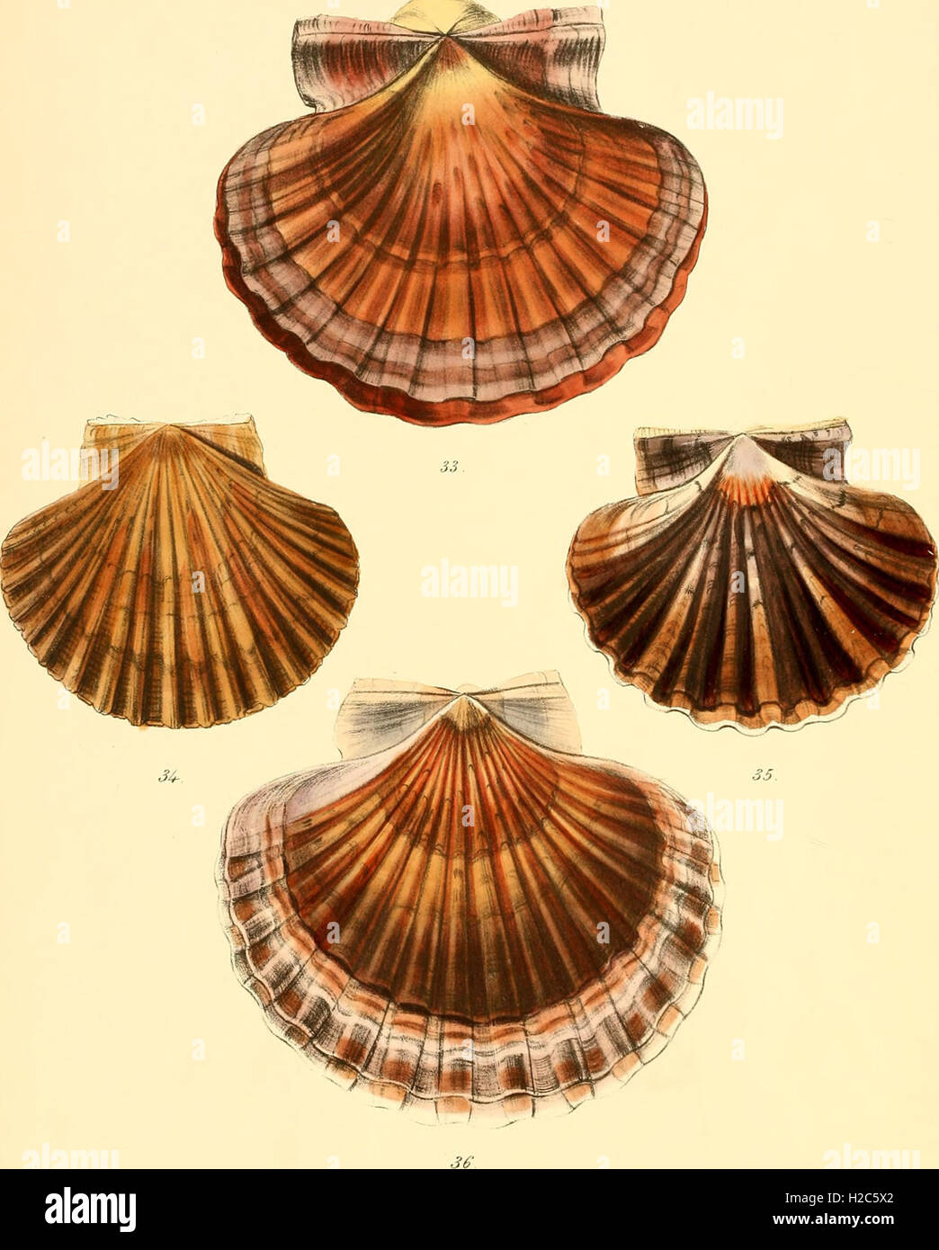 Ce travail fournit des illustrations détaillées et des descriptions de diverses coquilles de mollusques, servant de référence visuelle et scientifique à l'étude de ces organismes marins. Il couvre un large éventail d'espèces, mettant en valeur leurs structures uniques et leur beauté naturelle. Banque D'Images