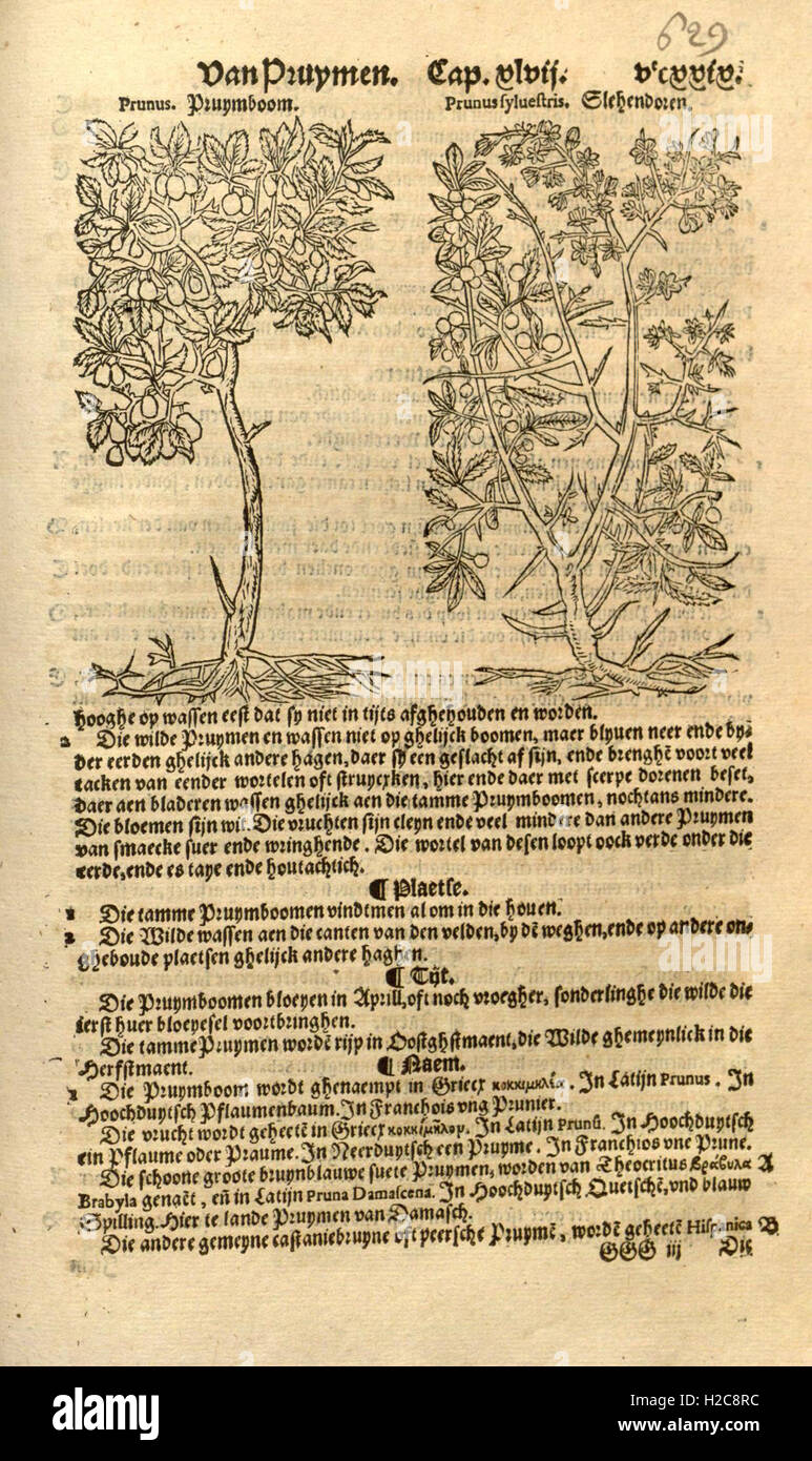 Cette page contient une référence à 'Crúde boeck', un manuscrit scientifique ou médical, fournissant un aperçu des premières recherches ou observations dans le domaine. Banque D'Images