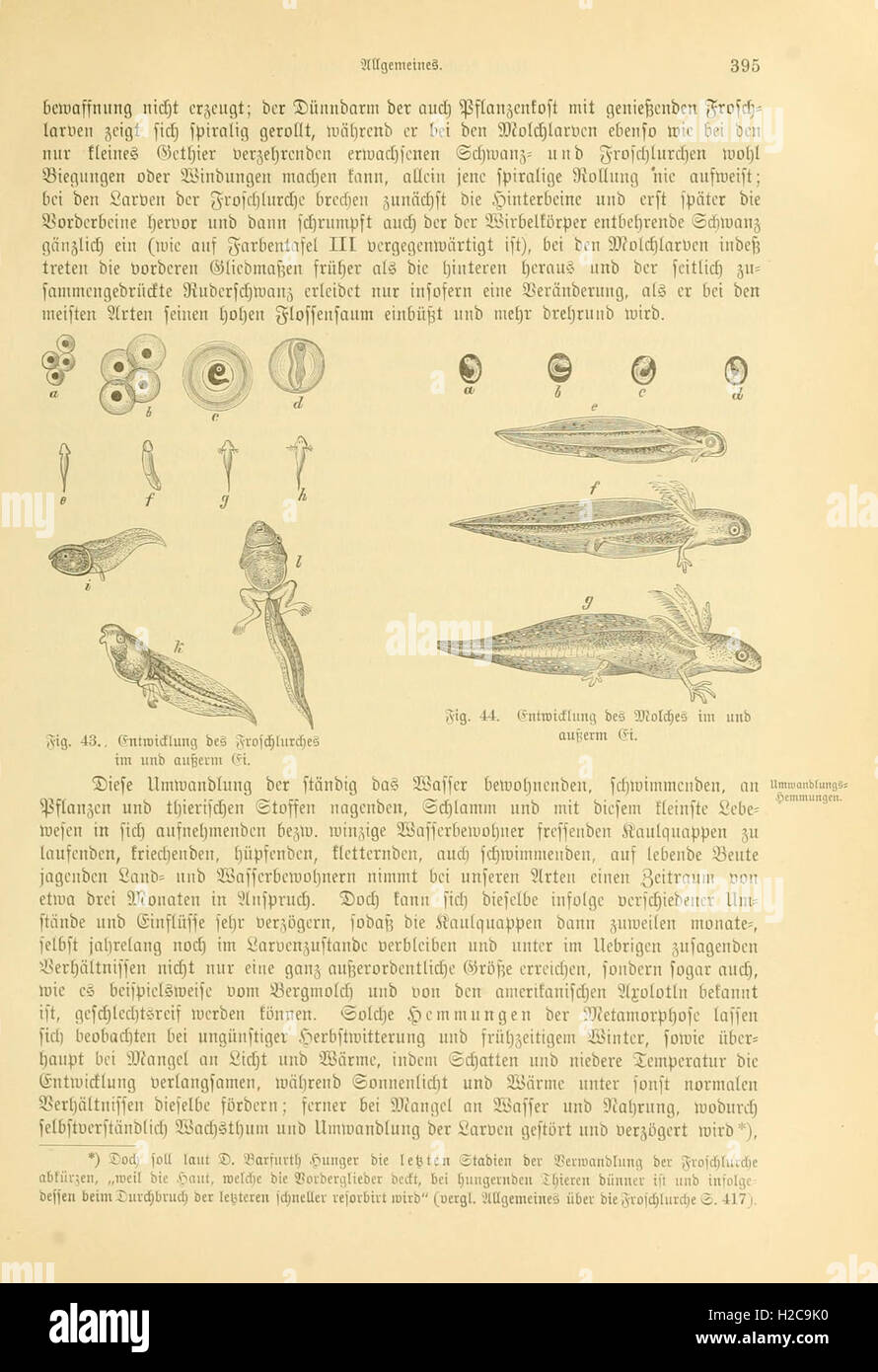 Ce travail fournit un compte rendu détaillé des amphibiens et des reptiles originaires d'Allemagne, avec des illustrations et des descriptions de diverses espèces. Banque D'Images