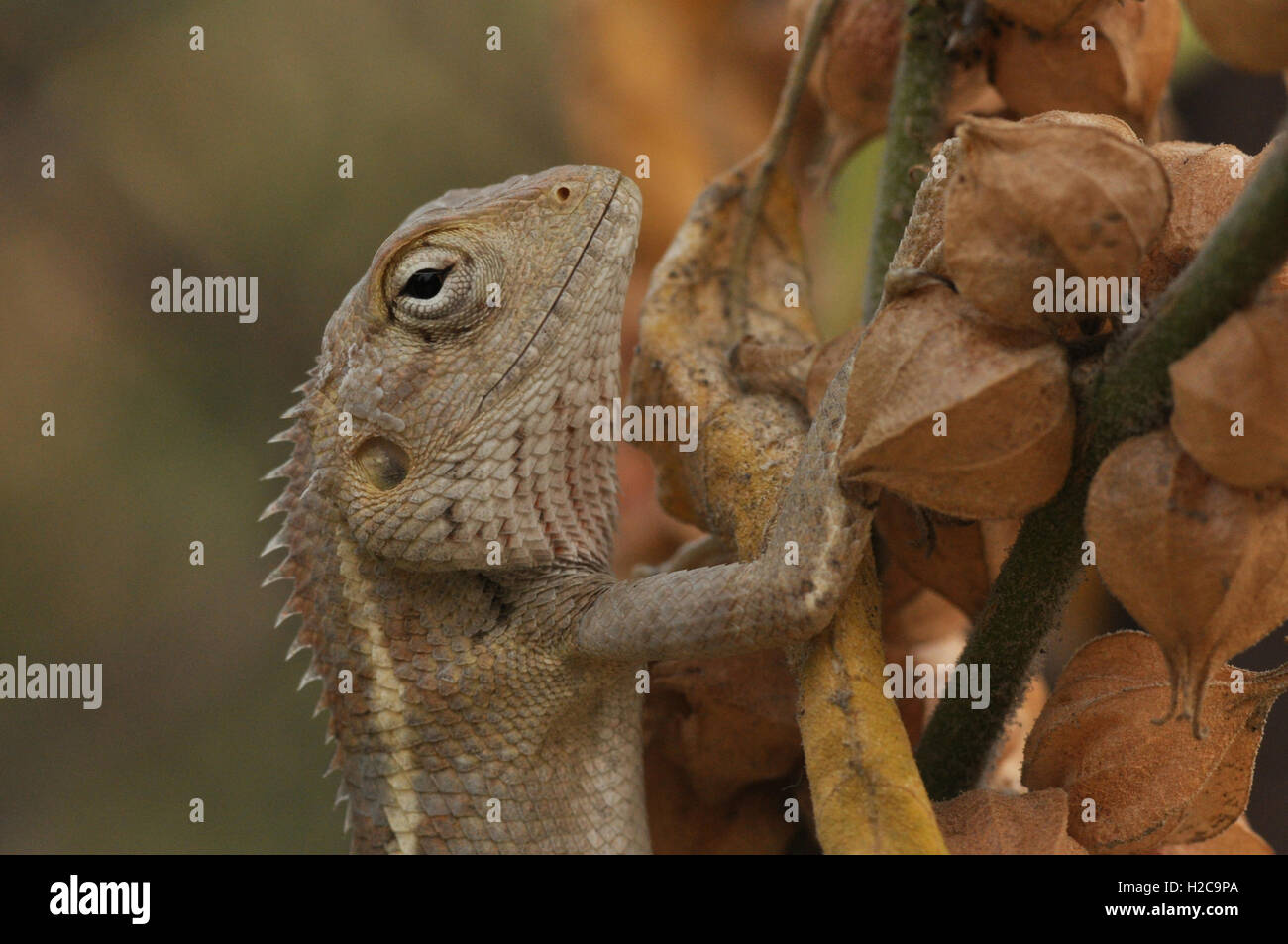 Noida, Uttar Pradesh, Inde- 18 mai 2011 : chef d'un jardin oriental (Calotes versicolor lézard dans un jardin à Noida, Uttar Pradesh, Inde Banque D'Images