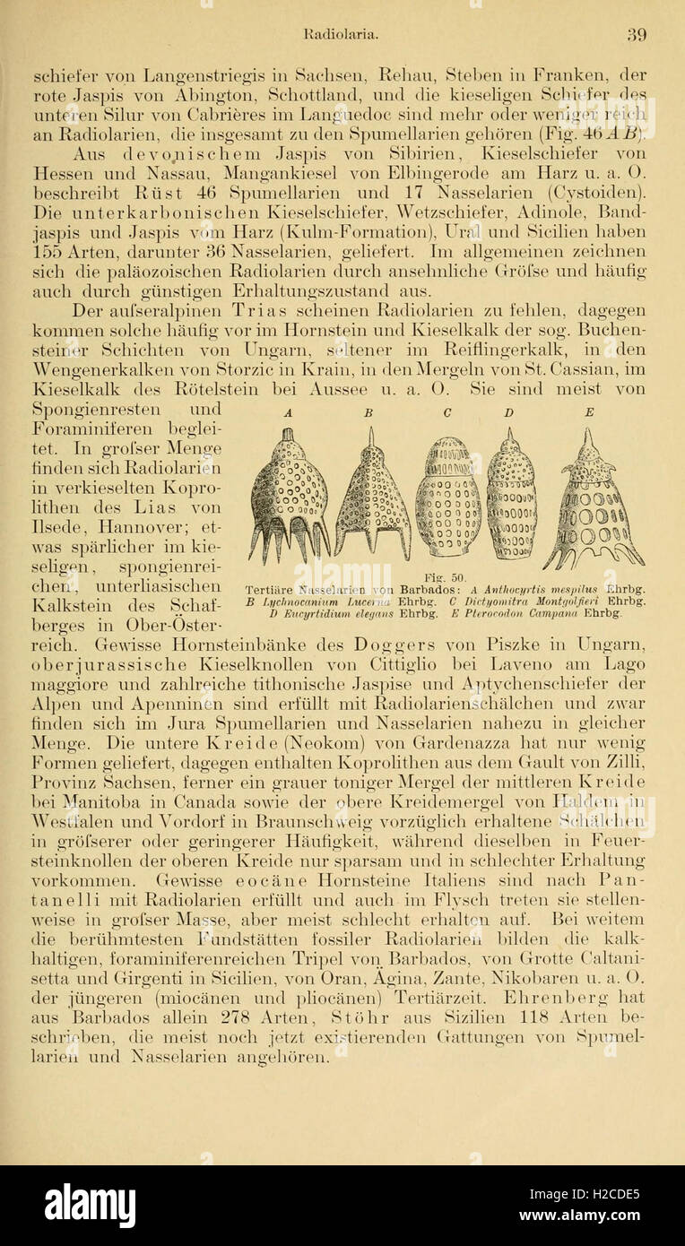Un travail d'introduction à la paléontologie, décrivant les concepts clés et les théories fondamentales sur l'étude de la vie ancienne et des fossiles. Banque D'Images
