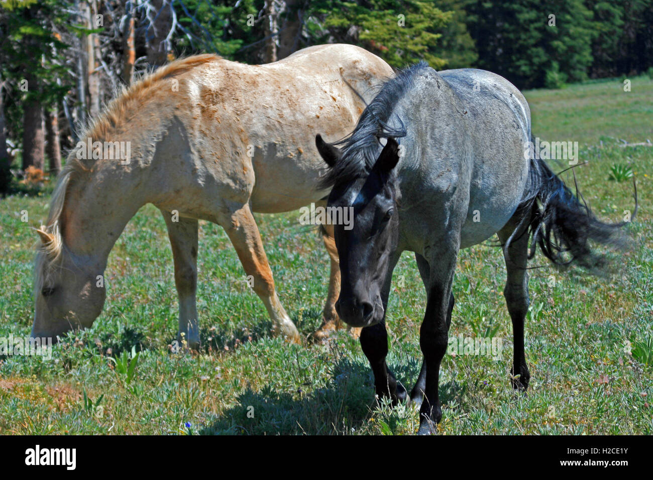 Mustang Wild Horse Stud talon rouan bleu c t de l talon
