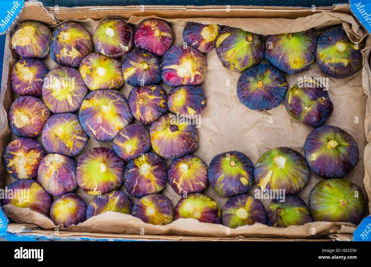 Ficus carica est une espèce asiatique de plantes à fleurs de la famille de mûrier, connu sous le nom de common fig (ou juste la fig). Banque D'Images