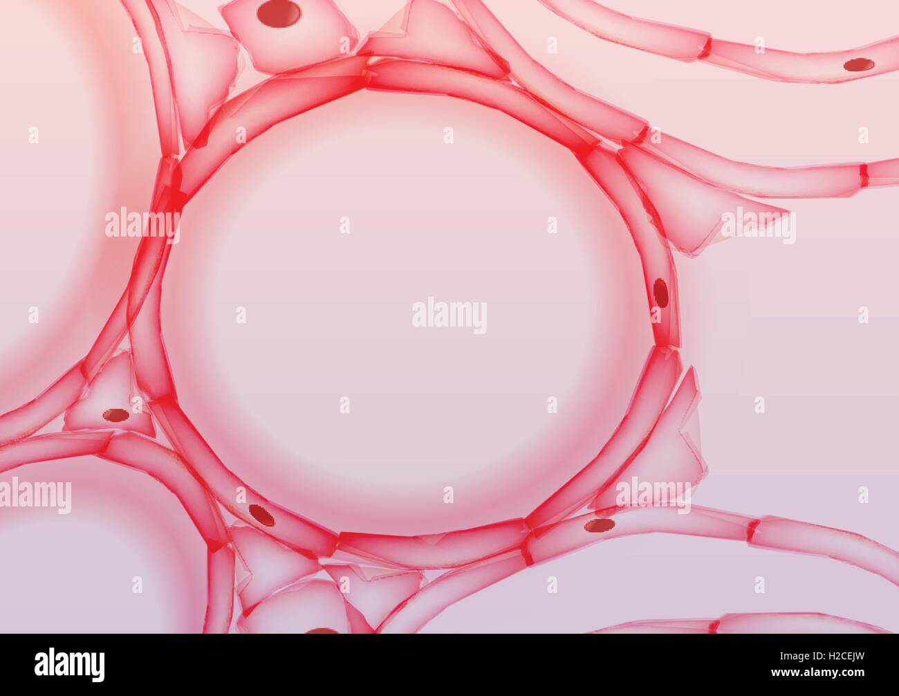 Dans les alvéoles des poumons, la section de coupe de tissus Illustration de Vecteur