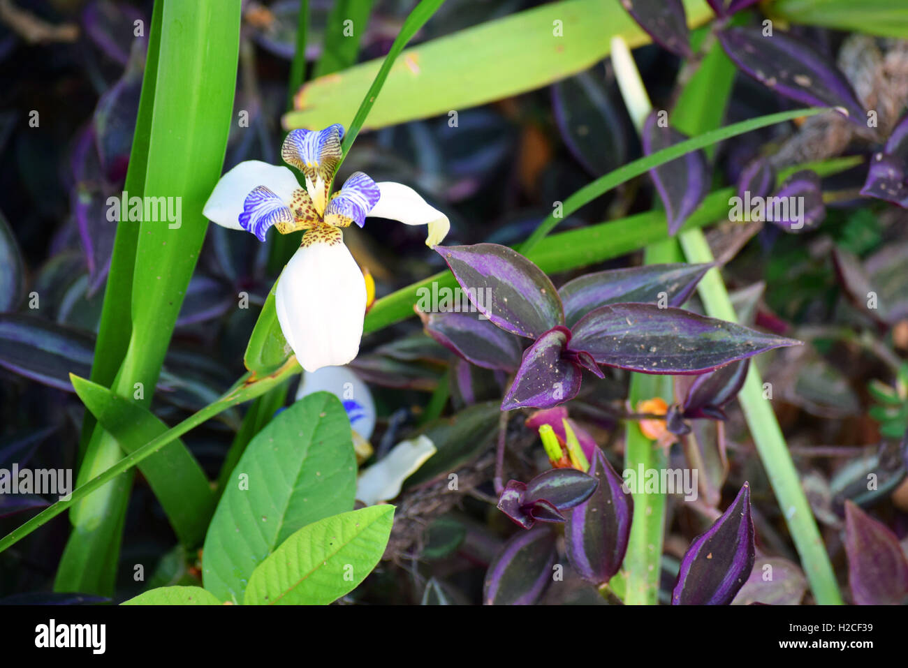 Belles fleurs des banques de plus en plus de la rivière avec une grande variété de la vie animale des colibris, les abeilles, les papillons Banque D'Images