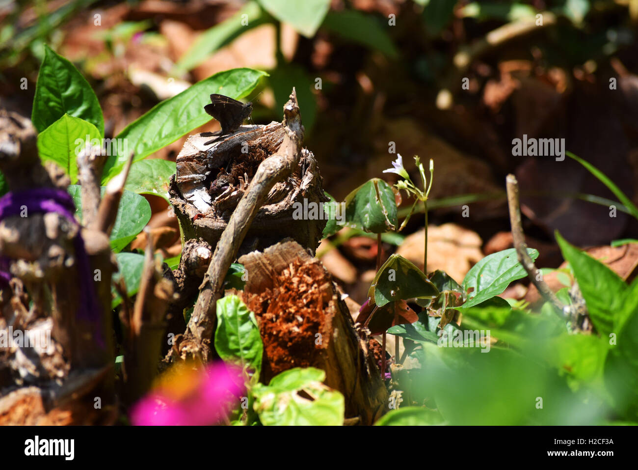 Belles fleurs des banques de plus en plus de la rivière avec une grande variété de la vie animale des colibris, les abeilles, les papillons Banque D'Images