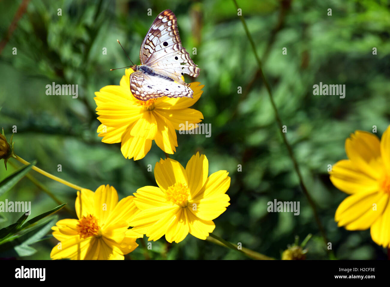 Belles fleurs des banques de plus en plus de la rivière avec une grande variété de la vie animale des colibris, les abeilles, les papillons Banque D'Images
