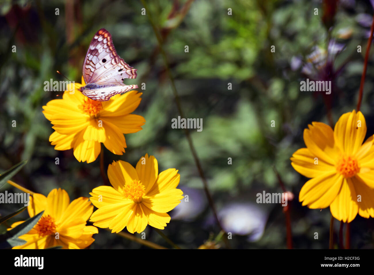 Belles fleurs des banques de plus en plus de la rivière avec une grande variété de la vie animale des colibris, les abeilles, les papillons Banque D'Images