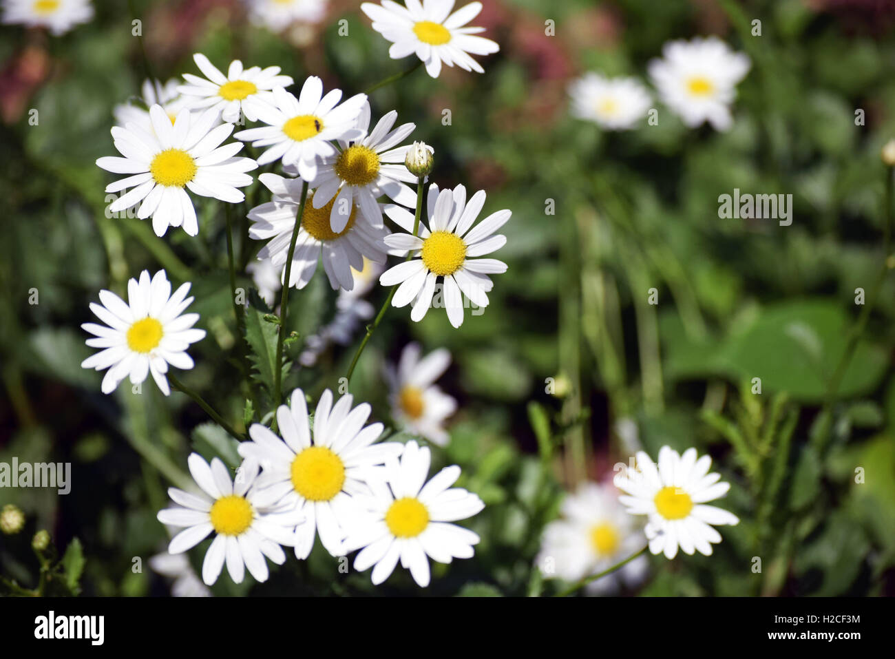 Belles fleurs des banques de plus en plus de la rivière avec une grande variété de la vie animale des colibris, les abeilles, les papillons Banque D'Images
