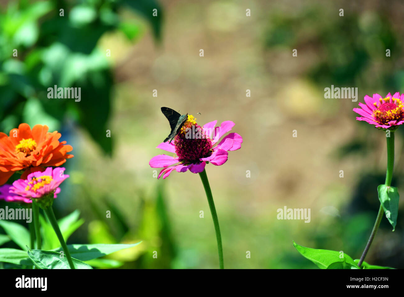 Belles fleurs des banques de plus en plus de la rivière avec une grande variété de la vie animale des colibris, les abeilles, les papillons Banque D'Images