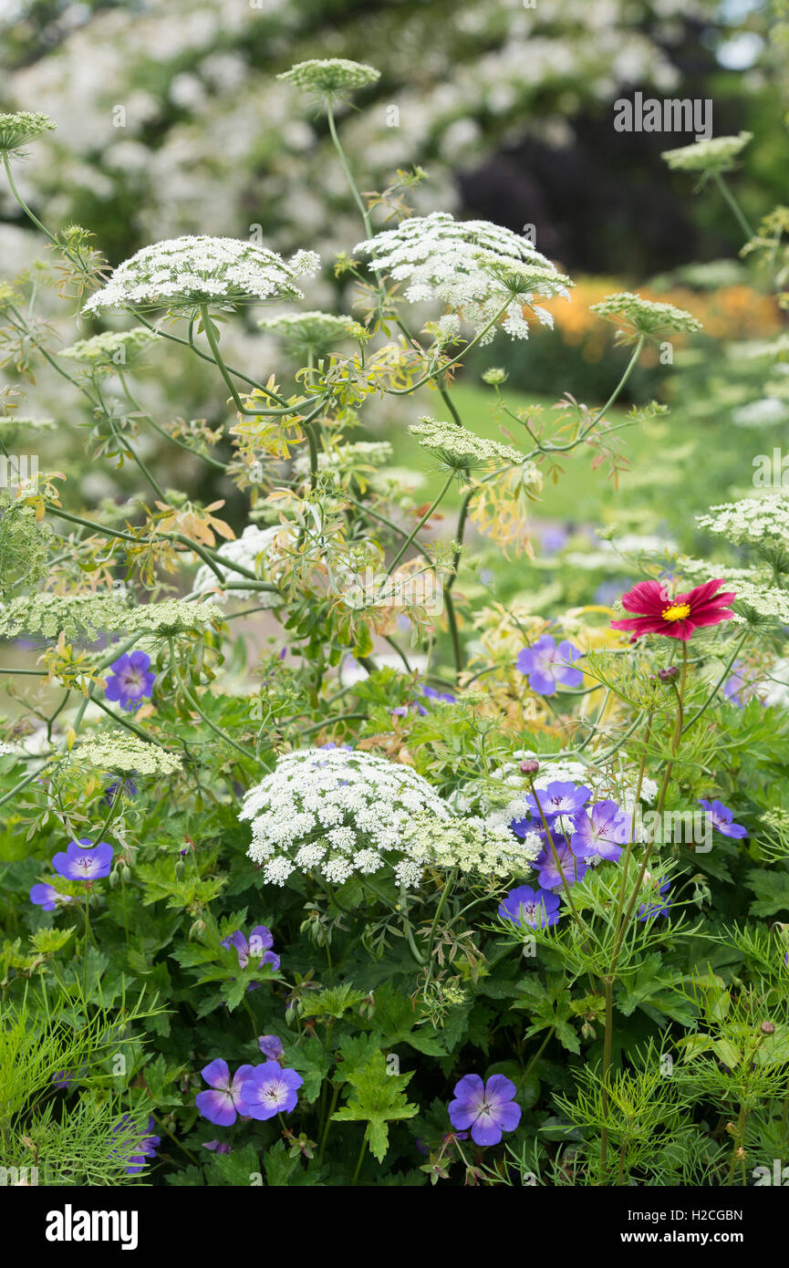 Anthriscus sylvestris. Cow Parsley et fleurs à RHS Wisley Gardens, Surrey. UK Banque D'Images