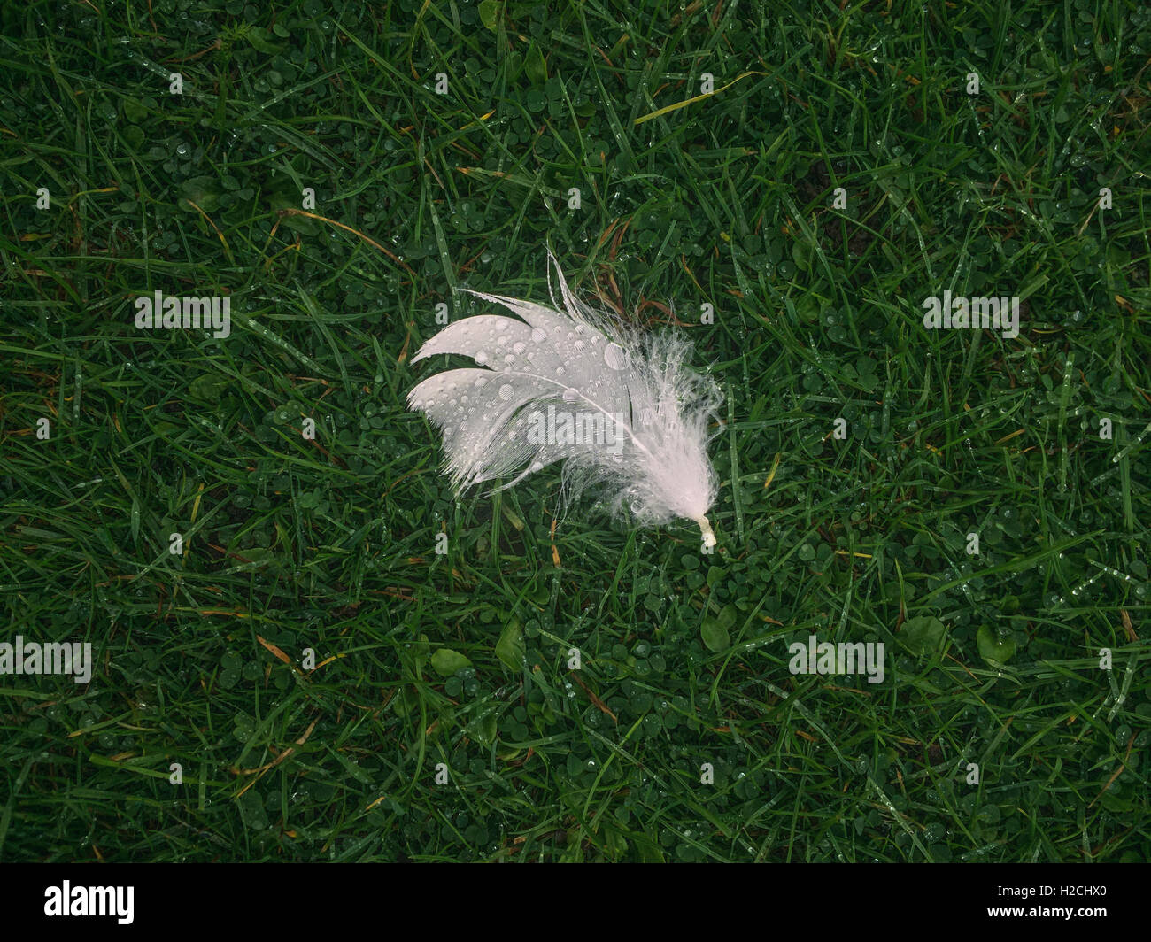 Plume d'oie blanche sur l'herbe Banque D'Images