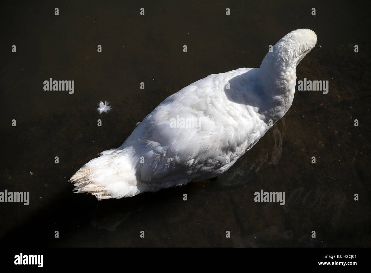 White Swan, animal, sauvage, Swan, plume, flou, portrait, scène, oiseau, pied, de la paix, nib, natation, orange, olor, crépuscule, un, Banque D'Images