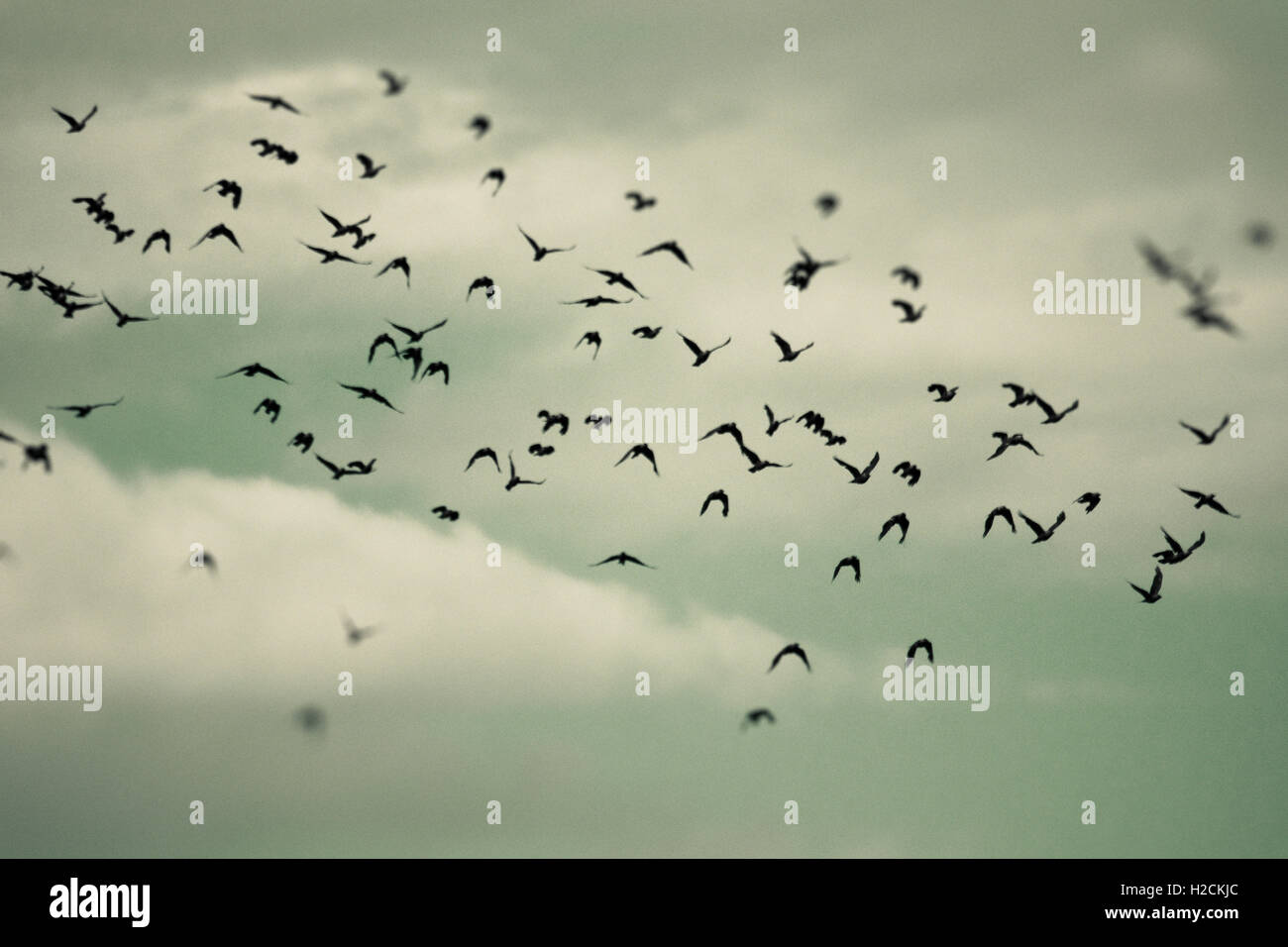 Troupeau d'oiseaux volant dans le ciel. Focus sélectif. Sombre, mystérieux et Moody. Banque D'Images
