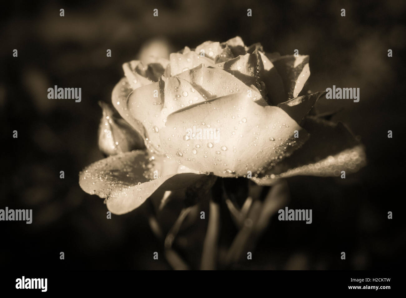 Rose avec des gouttes d'eau en noir et blanc. Banque D'Images