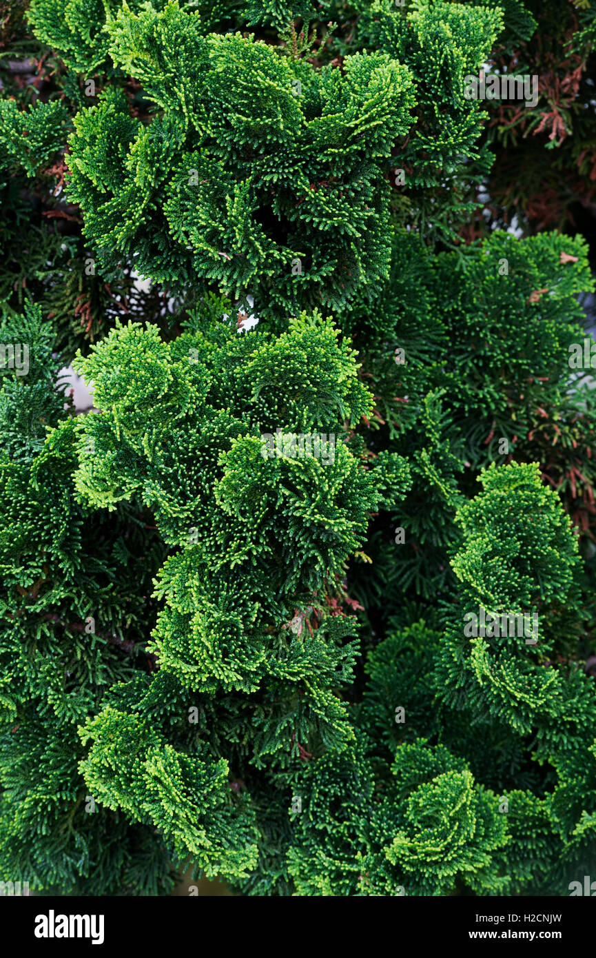 Chamaecyparis obtusa 'Nana gracilis'. Feuillage de l'arbre du cyprès de Hinoki 'Nana gracilis' Banque D'Images