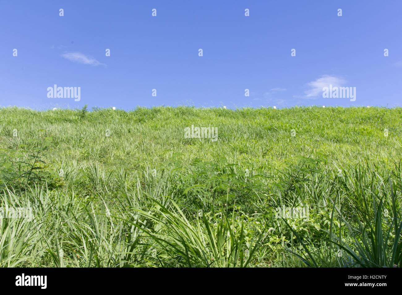 Green field with blue sky Banque D'Images