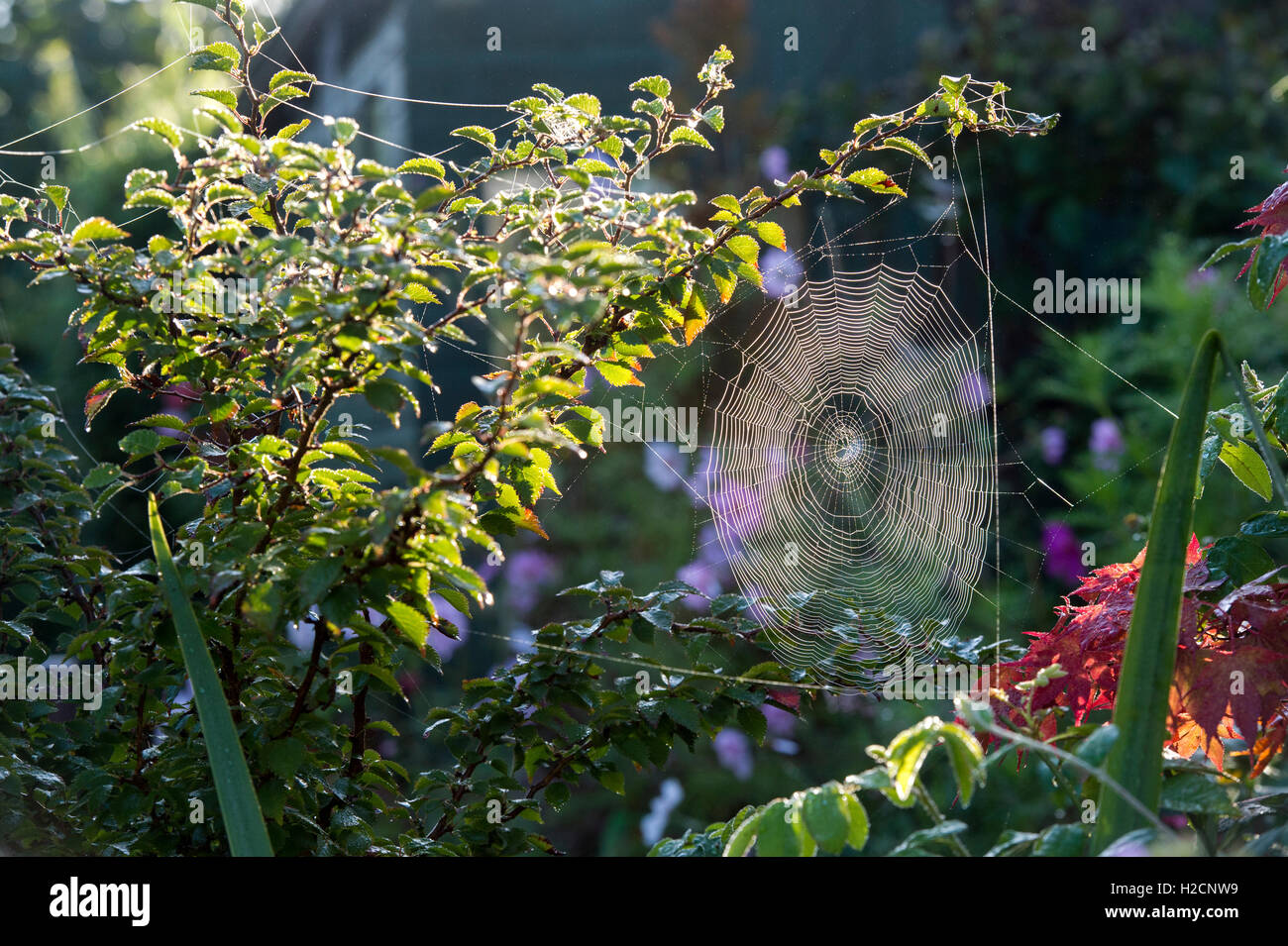 La lumière du soleil du matin l'éclairage d'une web spiders dans un jardin anglais à l'automne Banque D'Images