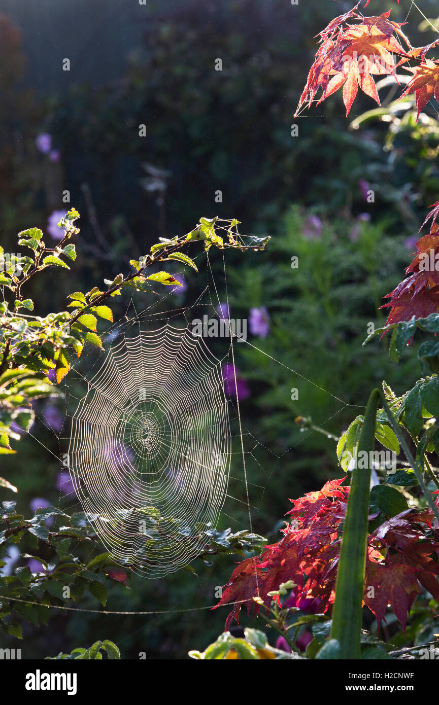 La lumière du soleil du matin l'éclairage d'une web spiders dans un jardin anglais à l'automne Banque D'Images