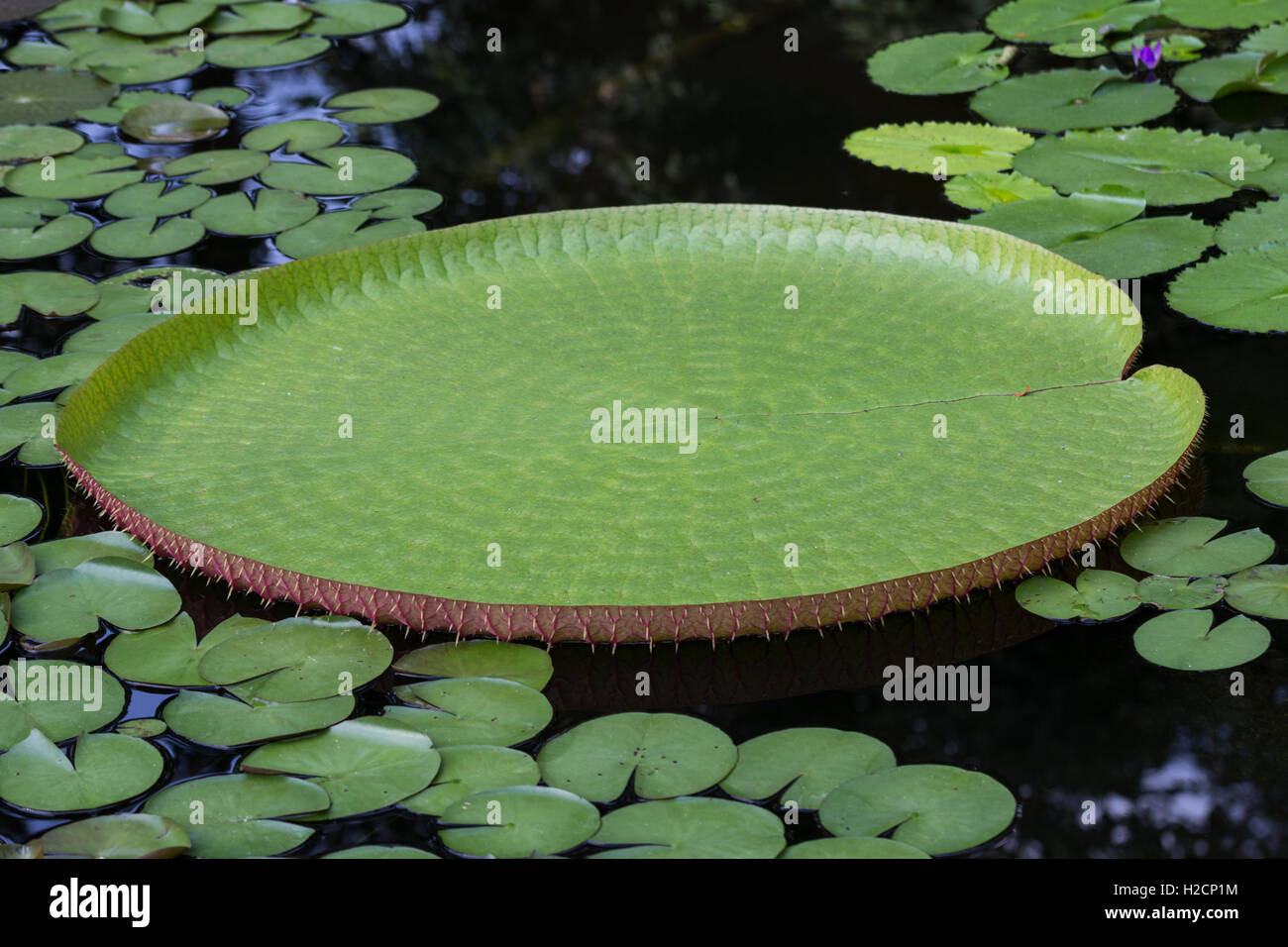 Les feuilles de nénuphar Victoria Banque D'Images