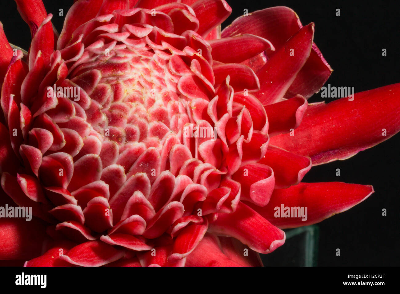 Etlingera elatior fleur rouge isolé sur fond noir Banque D'Images