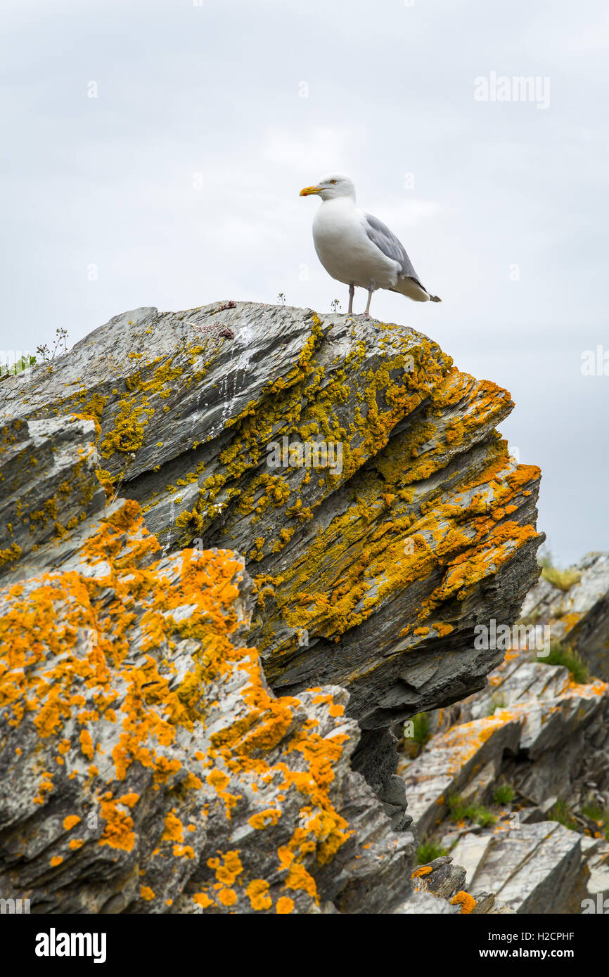 Le dirigeant d'une mouette perchée sur les rochers à Hibb's Cove, Terre-Neuve et Labrador, Canada. Banque D'Images