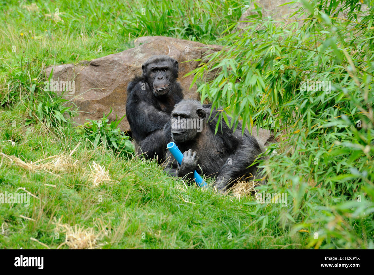 Paire de chimpanzés (Pan troglodytes) dans l'enceinte en sentier Budongo Zoo d'Édimbourg, Écosse, Royaume-Uni Banque D'Images