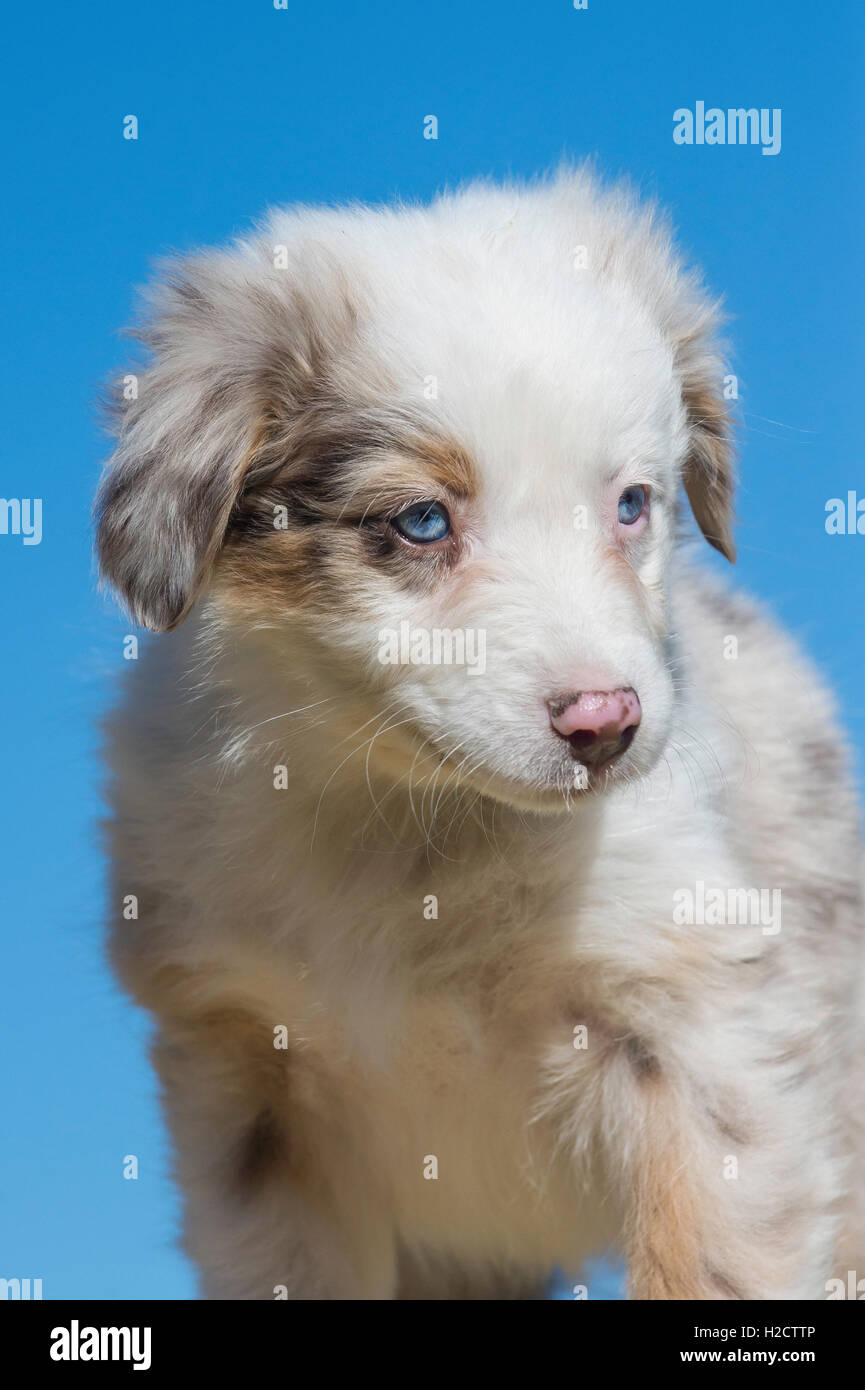 Huit semaines merle rouge chien berger australien, chiot Banque D'Images