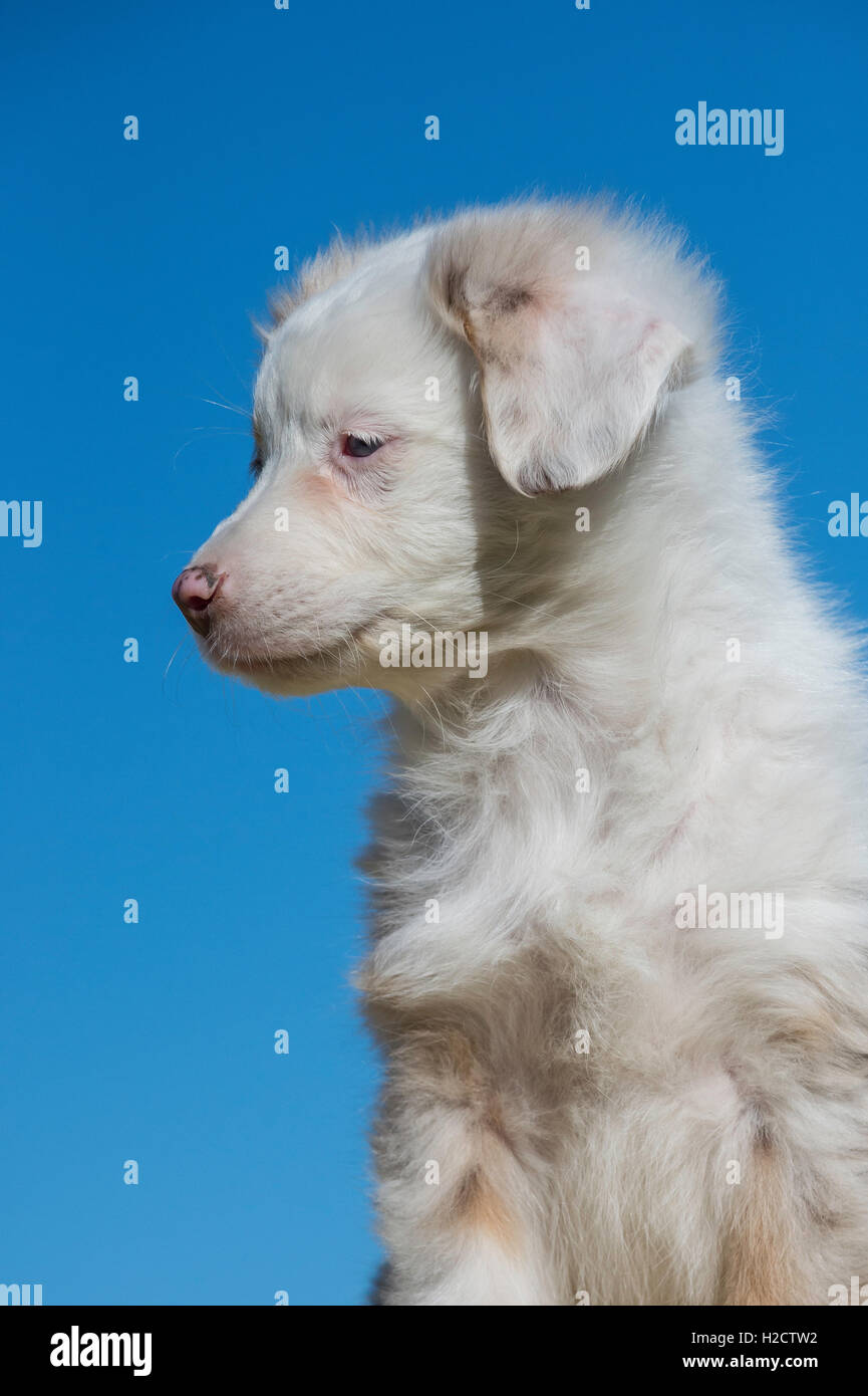 Huit semaines merle rouge chien berger australien, chiot Banque D'Images