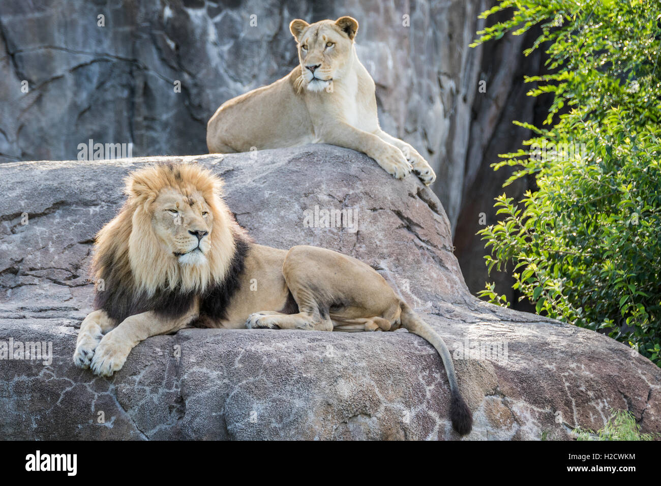 Les lions mâles et femelles sur un rocher Banque D'Images