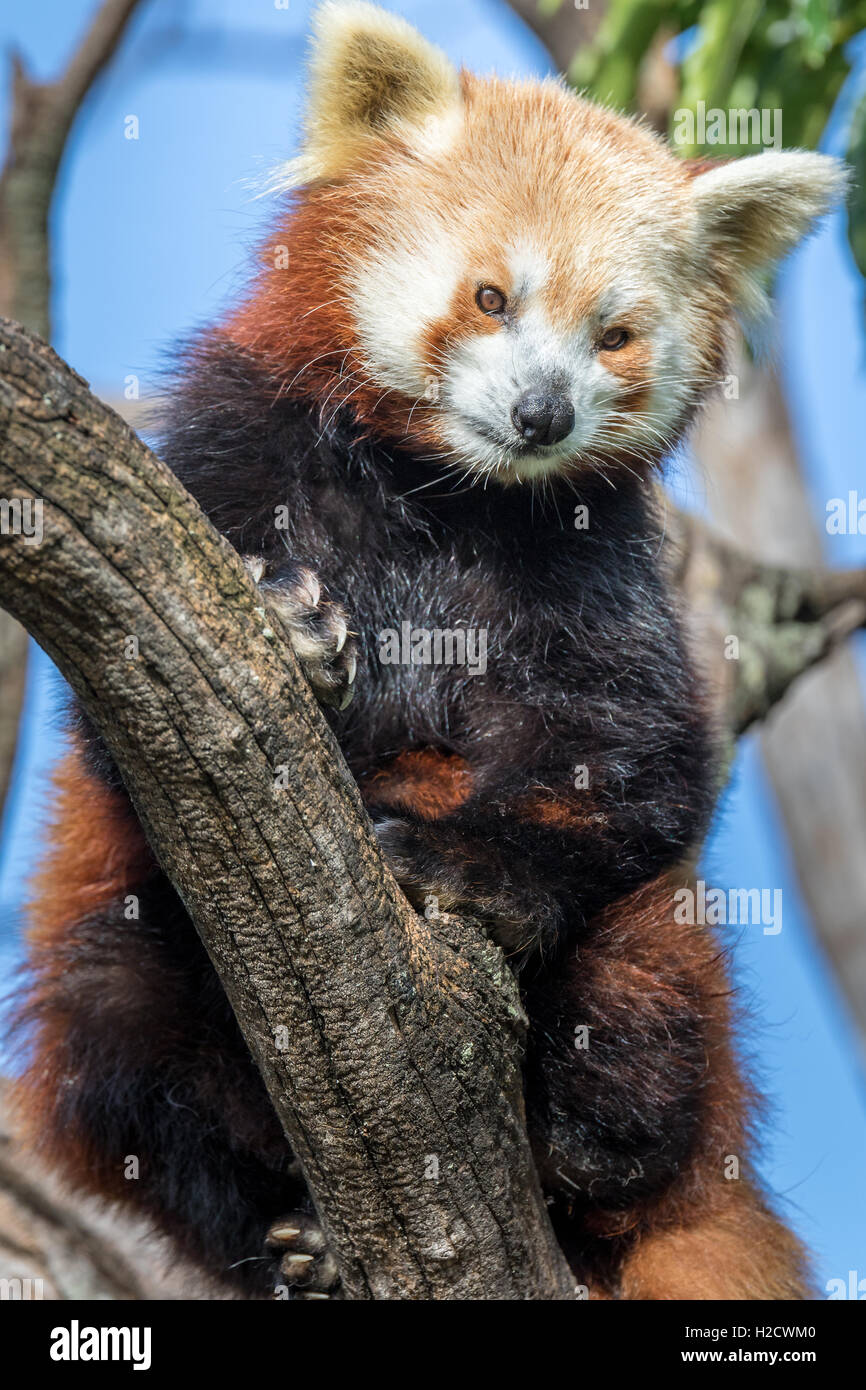 Un panda rouge se détendre dans un arbre sur une belle journée ensoleillée. Banque D'Images