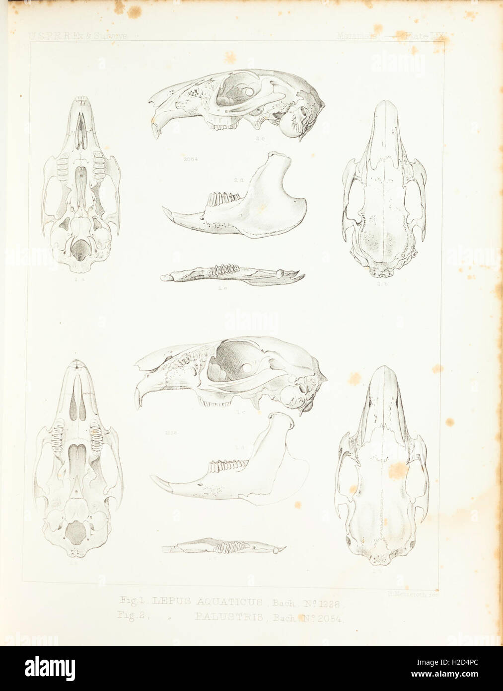 Ce travail fournit des descriptions détaillées des espèces de mammifères nord-américaines, en se concentrant sur les collections Smithsonian et les caractéristiques des espèces. Banque D'Images
