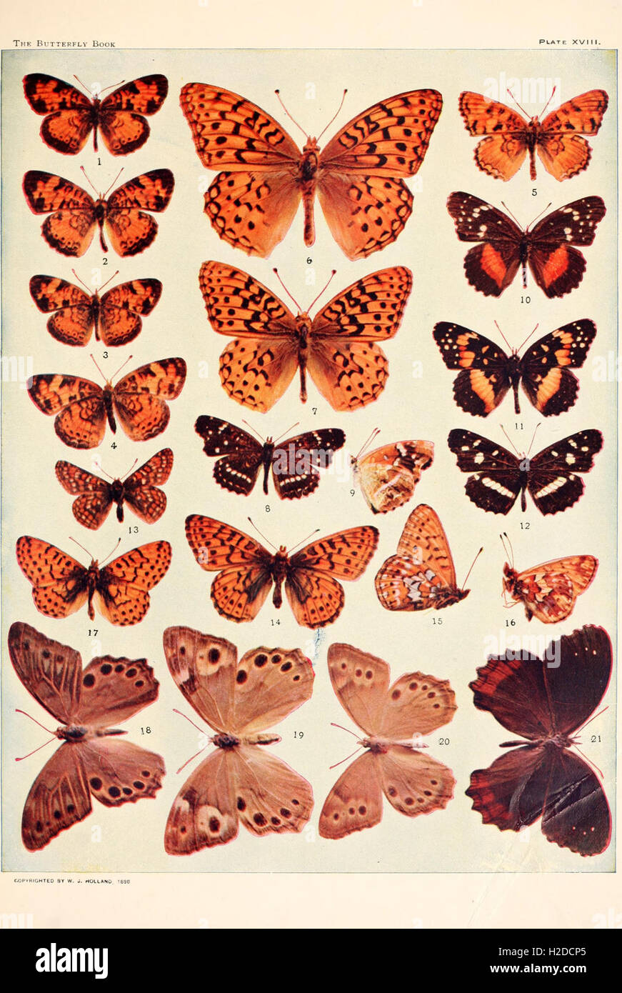 Cette plaque tirée de 'The Butterfly Book' présente des illustrations de diverses espèces de papillons, se concentrant probablement sur l'identification et les caractéristiques de ces insectes. Banque D'Images