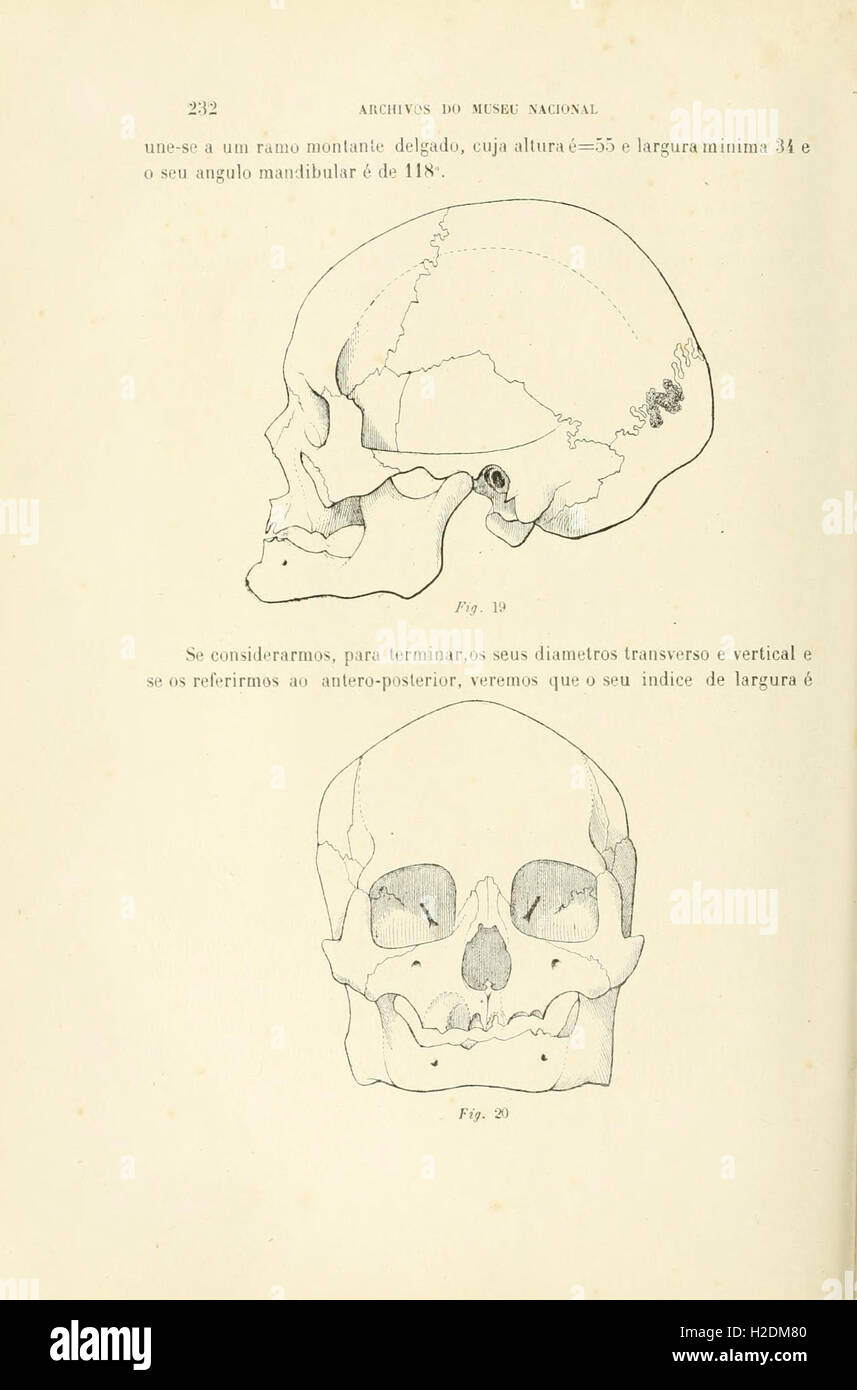 Cette archive contient des articles scientifiques du Museu Nacional do Rio de Janeiro, qui se concentrent sur un large éventail de sciences naturelles, y compris la botanique, la zoologie et la paléontologie. Banque D'Images
