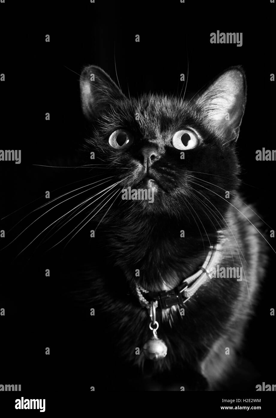 Chat noir Banque D'Images