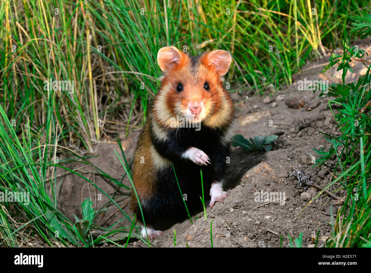 Hamster commun (Cricetus cricetus). Adultes attentifs à l'entrée de son terrier. L'Autriche Banque D'Images