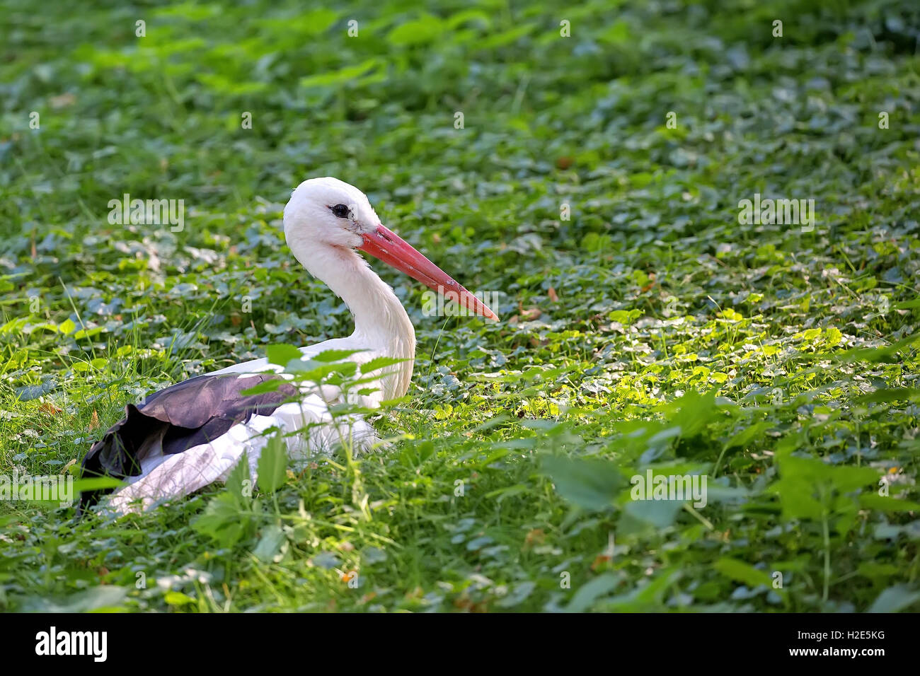 Cigogne blanche se reposant dans la nature Banque D'Images