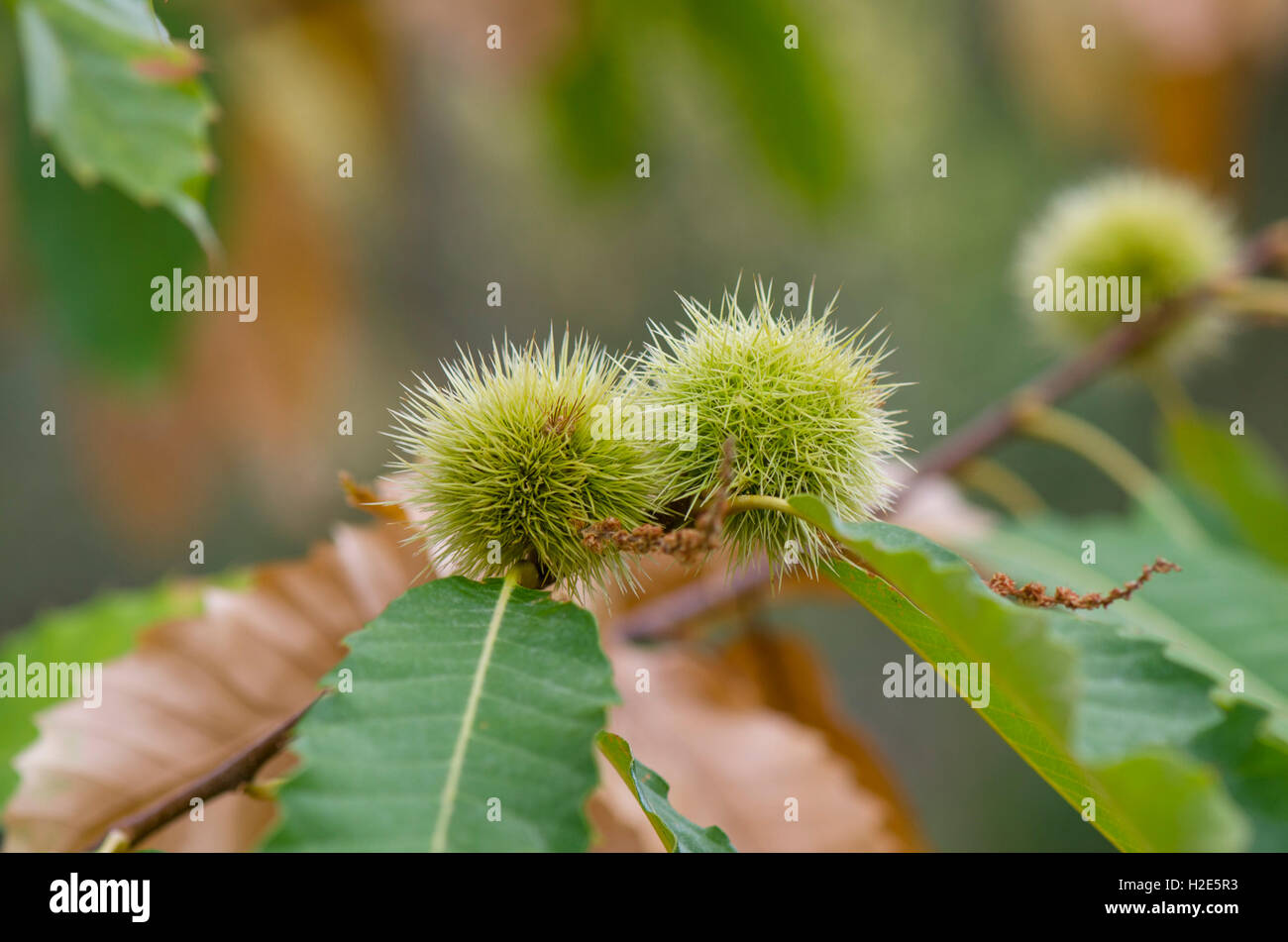 Les jeunes sweet chestnut espagnol sur l'arbre, de l'Espagne. Banque D'Images