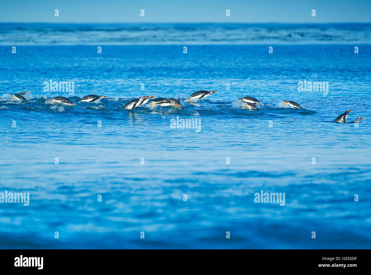 Manchots papous (Pygoscelis papua papua) natation, sea lion island, îles Falkland, l'atlantique sud Banque D'Images