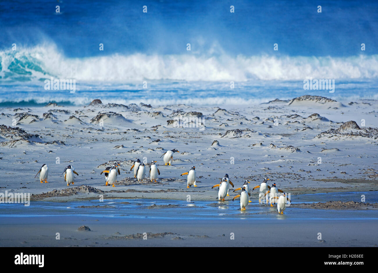 Manchots papous (Pygoscelis papua papua), colonie walking on beach, îles Falkland, l'atlantique sud Banque D'Images