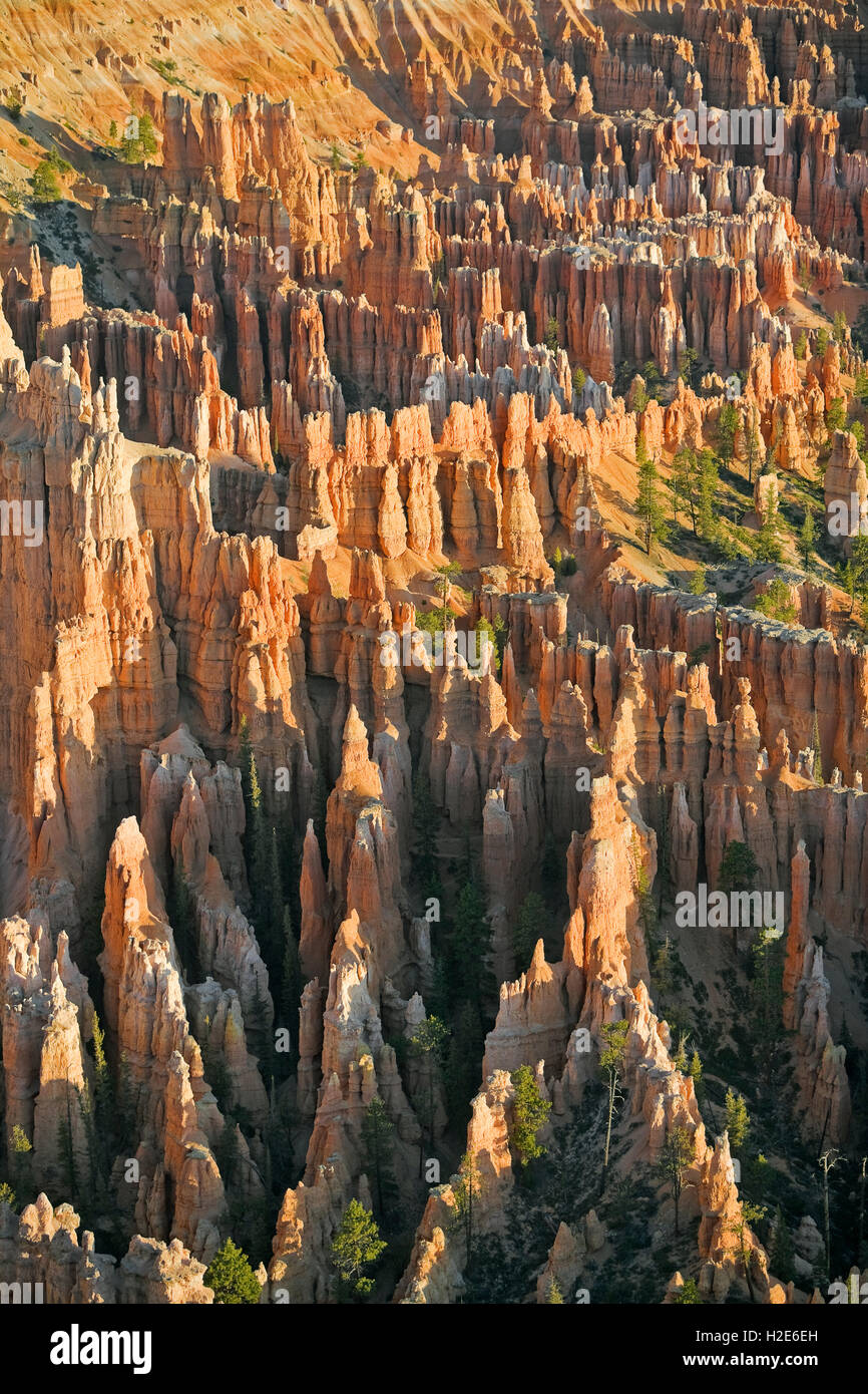 Les aiguilles de roche, Bryce Canyon, Bryce Canyon National Park, Utah, USA Banque D'Images