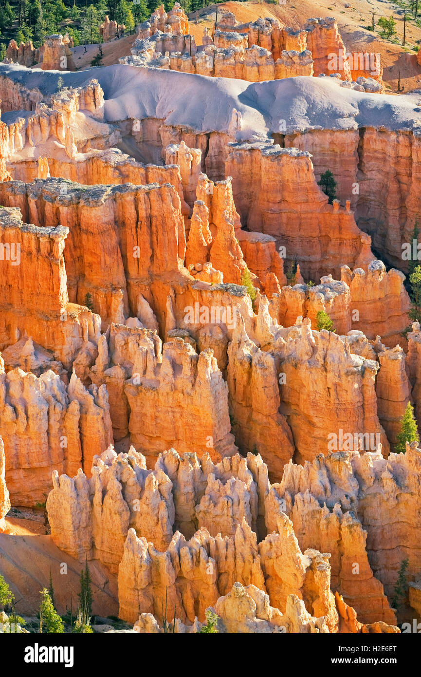 Les aiguilles de roche, Bryce Canyon, Bryce Canyon National Park, Utah, USA Banque D'Images
