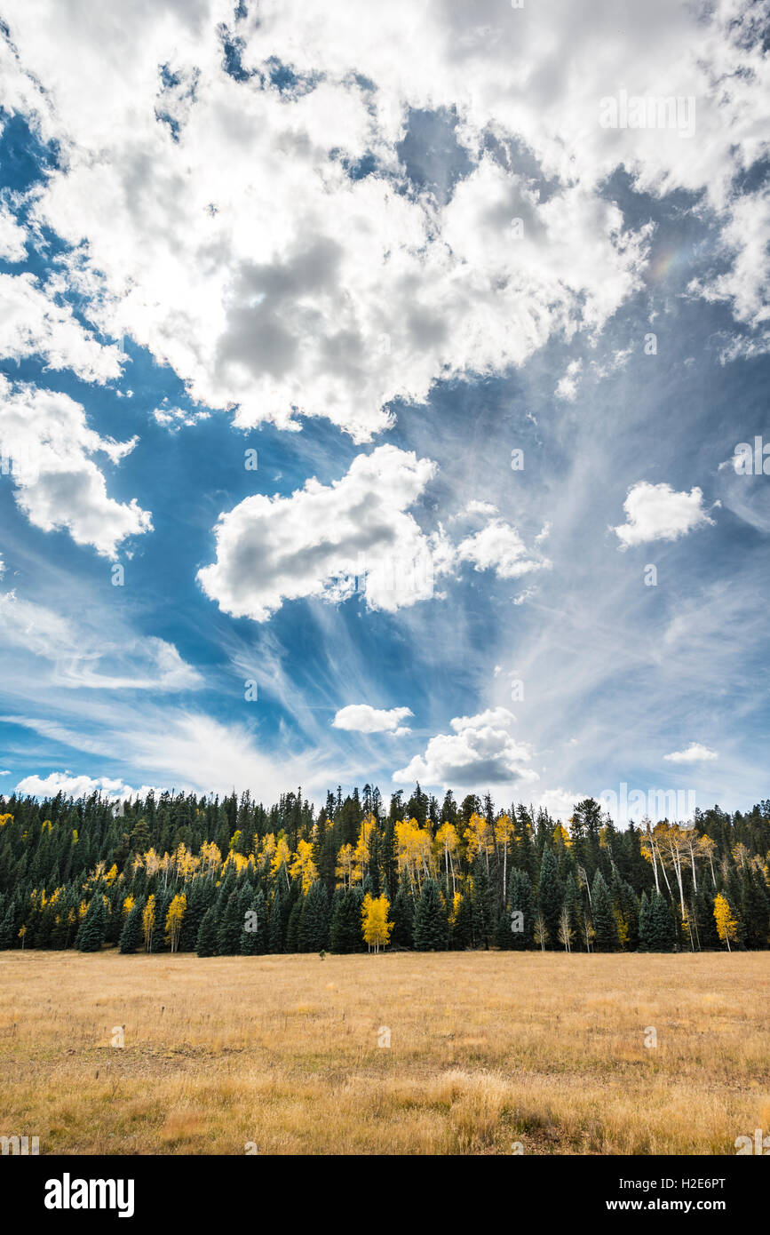 Couleur d'automne le tremble (Populus sp.) parmi les pins (Pinus sp.), dramatique ciel nuageux, Rive Nord, le Parc National du Grand Canyon Banque D'Images