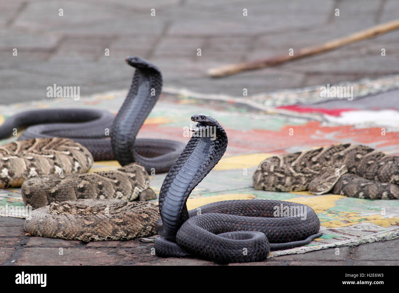 Cobras indiens (Naja naja) appartenant à charmeur de serpent, market place Jemaa el Fna, Marrakech, Maroc Banque D'Images