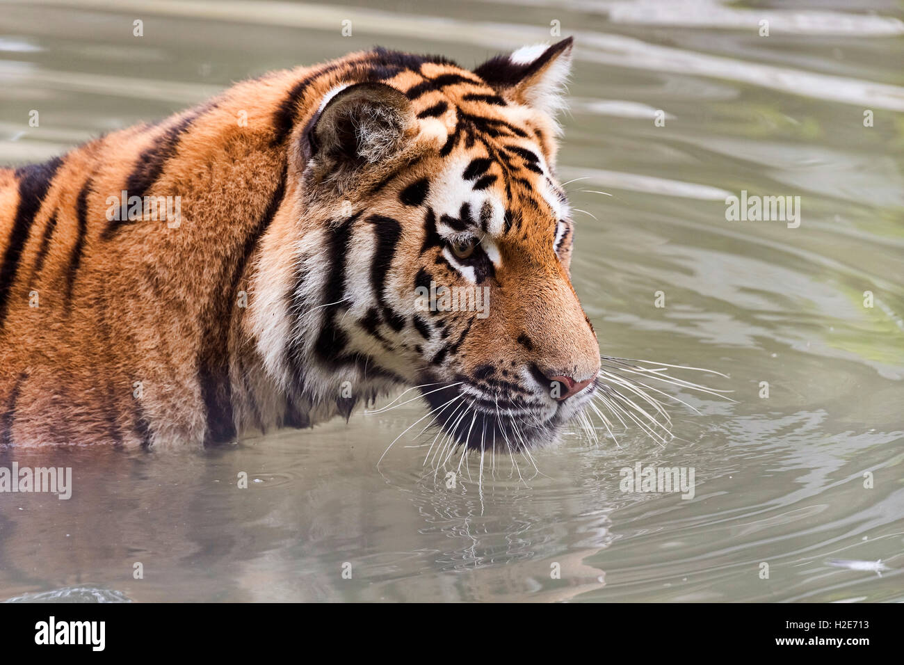 Ou Sibérie Amur tiger (Panthera tigris altaica), Banque D'Images