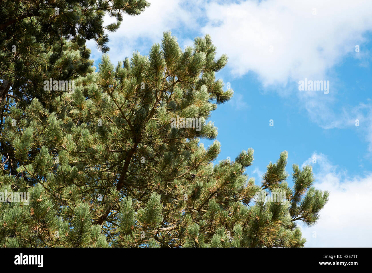 Le pin sylvestre (Pinus sylvestris) arbre avec des pommes de pin, UK. Banque D'Images