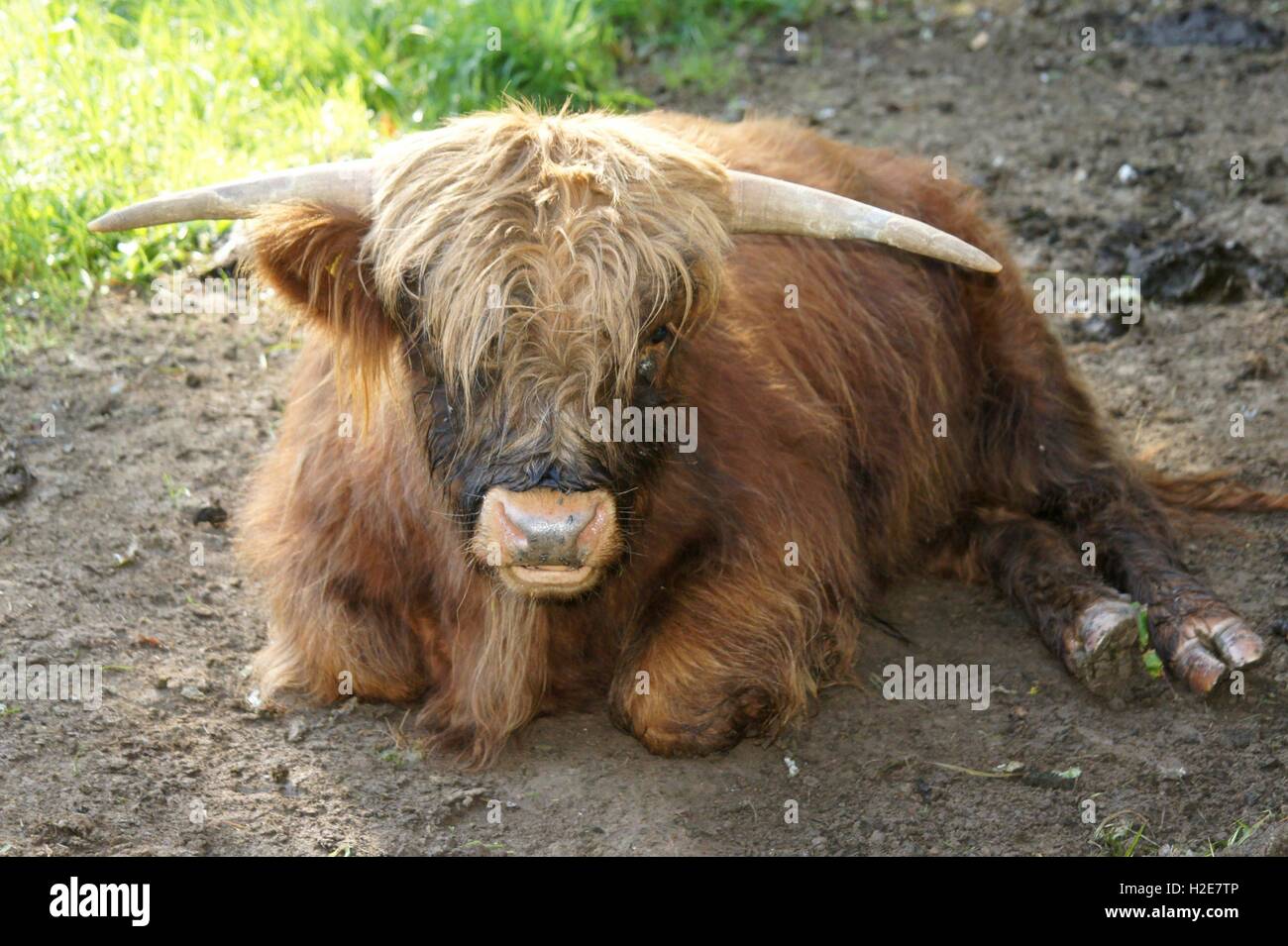 Un jeune taureau d'un Scottish Highland cattle. Il ont un mensonge jusqu'à mâcher la CUD. Dans le monde d'utilisation | Banque D'Images